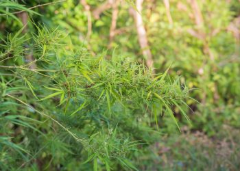 Forschungsprojekt Hanf: Tolle Vielfalt – schwere Ernte