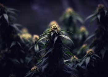 Weitere körpereigene Cannabinoide und deren Funktion