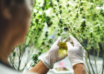 Weniger Geld für CEOs von Cannabisfirmen