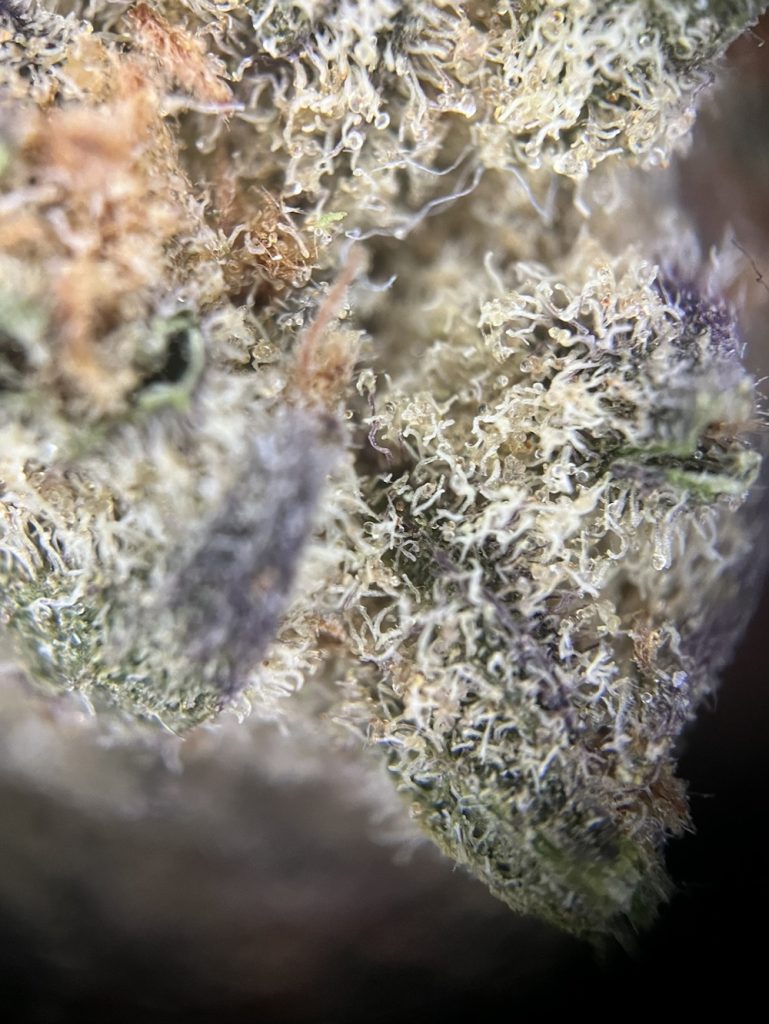 Medizinalcannabis Strain Review avaay 22/1 BCP Black Cherry Punch Strain Reviews und Tests