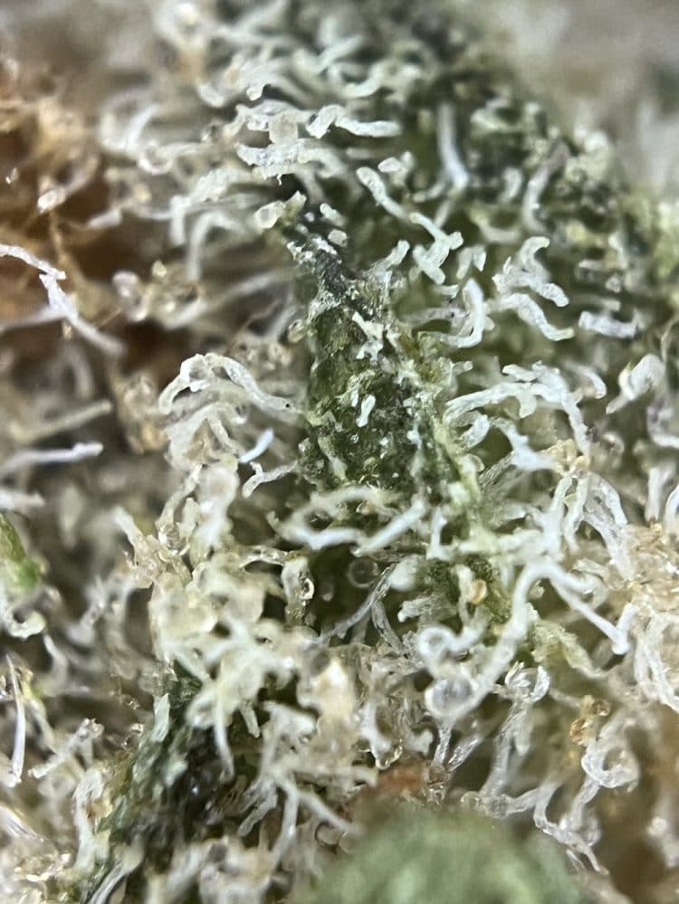 Medizinalcannabis Strain Review avaay 22/1 BCP Black Cherry Punch Strain Reviews und Tests