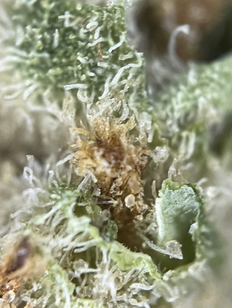 Medizinalcannabis Strain Review avaay 22/1 BCP Black Cherry Punch Strain Reviews und Tests