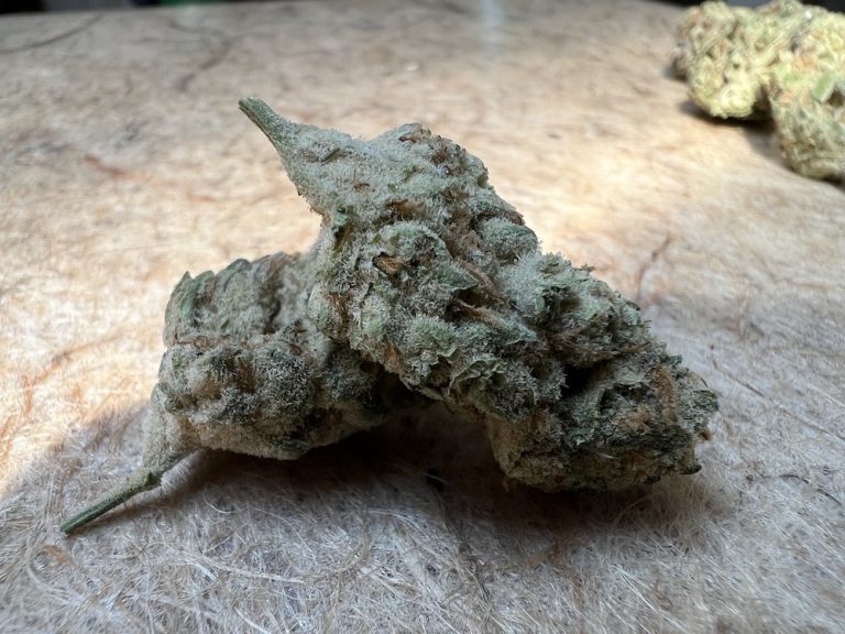 Medizinalcannabis Strain Review avaay 22/1 BCP Black Cherry Punch Strain Reviews und Tests