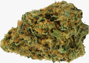 Tıbbi Esrar Çeşidi İncelemesi: avaay 23/1 CK - Critical Kush