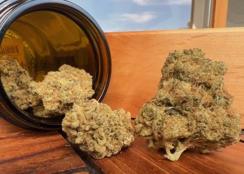 Medizinalcannabis Strain Review: mediproCan Smaragd 22/1 – La S.A.G.E. T22