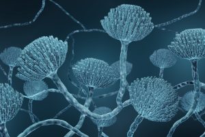 Aspergillus - Cannabiste Tehlike Oluşturan Küf Mantarı