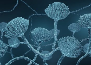 Aspergillus – ein gefährlicher Schimmelpilz in Cannabis