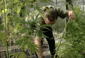 CSC Hamburg probt Cannabisernte mit THC-freien Sorten