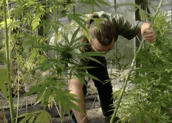 CSC Hamburg probt Cannabisernte mit THC-freien Sorten