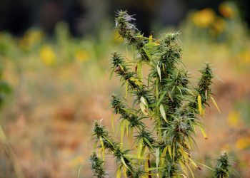 Kanada: Cannabis vom Schwarzmarkt ist stark mit Pestiziden belastet