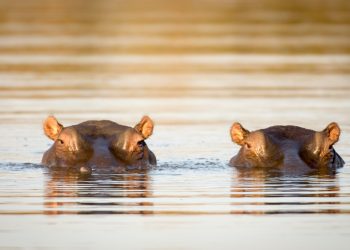 Das Endocannabinoidsystem bei Tieren