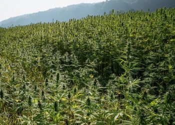 Hanfanbau für Textilien benötigt Neuausrichtung für Nachhaltigkeit