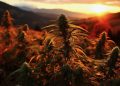 Outdoor Anbau – Cannabispflanzen im Herbst vor Sturmschäden schützen