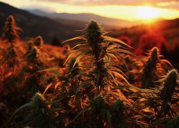 Outdoor Anbau – Cannabispflanzen im Herbst vor Sturmschäden schützen