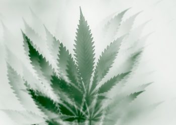 Über das Risikoprofil von Cannabis mit hohem THC-Anteil