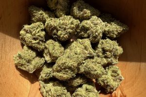 Tıbbi Cannabis Strain İncelemesi: avaay 23/1 PYC - Peyote Critical