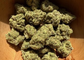 Medizinalcannabis Strain Review: avaay 23/1 PYC – Peyote Critical