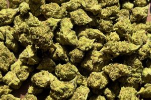 Обзор медицинского каннабиса – avaay Simple 20/1 TNG - Tangie