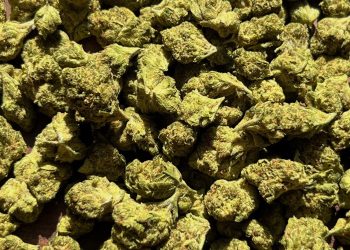 Medizinalcannabis Strain Review – avaay Simple 20/1 TNG – Tangie