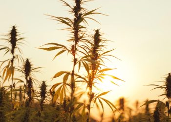 CBD-Regulierungsumfeld in der EU, im Vereinigten Königreich und in den USA