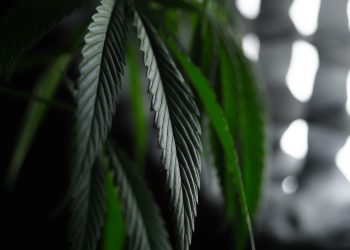 Der AVAAY Medical Report