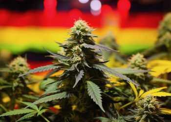 Der Drogenbeauftragte zum CanG