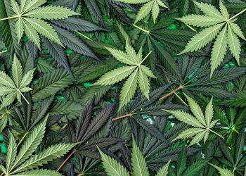 Die Geschichte des CBD