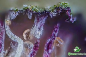 Die Kunst des Strain Review