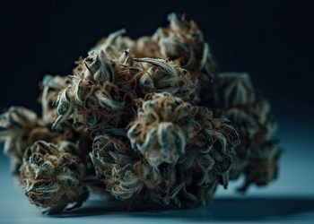 Gesundheitsrisiken durch Pilze in Cannabisprodukten