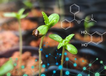 Neue Superpflanzen für rauschfreies Cannabis in der Landwirtschaft