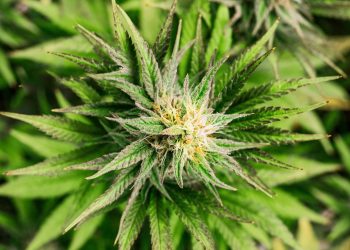 Hanfwirtschaft – Umsatzprognosen für Cannabis-Bier, Drogentests und Lieferdienste