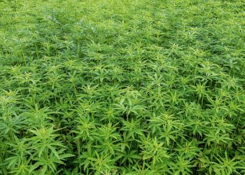 Neue Hanfprodukte für ungewöhnliche Formen zur Einnahme von CBD