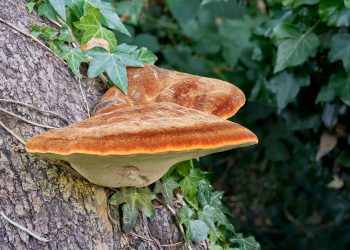 Pilze, die Cannabinoide produzieren