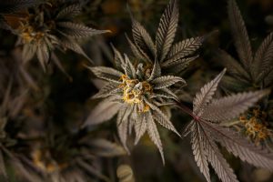 Ein britischer Patient von Zerenia Clinics schreibt Geschichte, indem er sich als erster eine NHS-Erstattung für Cannabisblüten sicherte