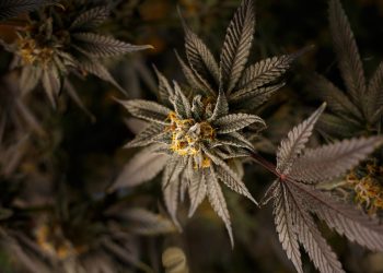 Ein britischer Patient von Zerenia Clinics schreibt Geschichte, indem er sich als erster eine NHS-Erstattung für Cannabisblüten sicherte