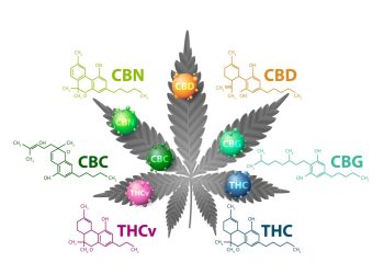 Das faszinierende Potenzial der Cannabisverbindungen