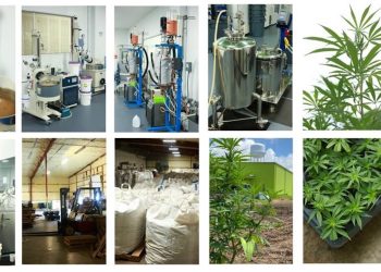 Dein Weg in die Hanfbranche – Zelle Farms