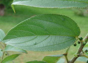 Cannabidiol in komplett anderer Pflanze gefunden