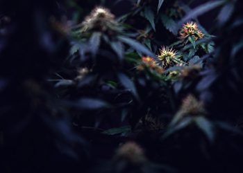 Gesundheitliche Folgen von Endocannabinoid-Mangel