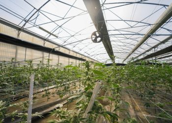 Grashaus Projects – mehr als eine Abgabestelle