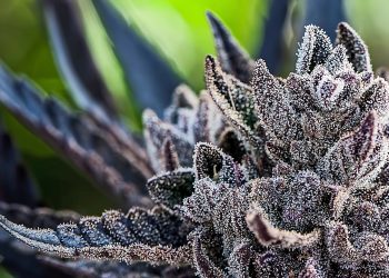 Medizinalcannabis für die Tonne – Überschuss wird entsorgt