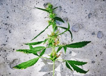 Native American Stamm engagiert sich für Bau mit Hanfbeton