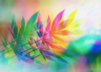 Psychoaktive Cannabis-Wirkung durch THC oder Entourage-Effekt?