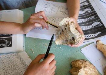 Spuren von Cannabis in Knochen aus dem 17. Jahrhundert gefunden