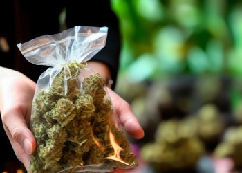 Weitere Einzelheiten zum CanG Gesetzentwurf öffentlich gemacht