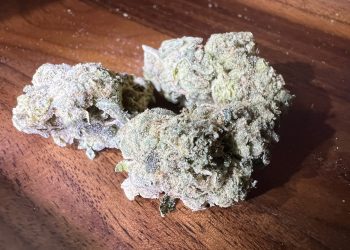 Medizinalcannabis Strain Review: avaay SIGNATURE 30/1 CBX – Chatterbox