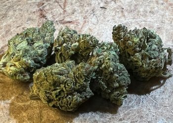 Medizinalcannabis Strain Review: avaay SIMPLE 21/1 CHM – Chem OG