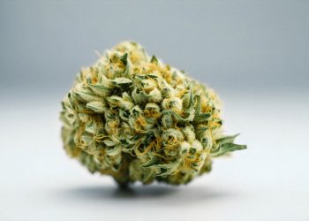 Medizinisches Potenzial: Flavonoide im Hanf