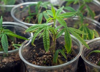 Grundlegende Informationen zu F1-Hybriden bei Hanfpflanzen