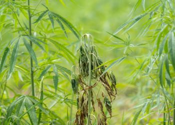 Pilzbefall und neue Pflanzenpathogene durch Cannabisanbau?